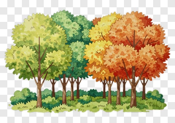 Colorful Autumn Trees In A Forest PNG