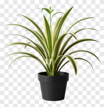 Potted Spider Plant PNG