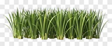 Green Grass PNG