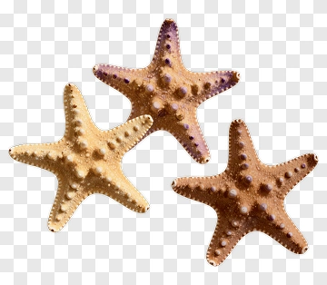Starfish Group On A Transparent Background PNG