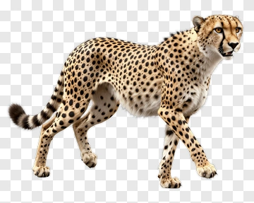 Cheetah Walking PNG