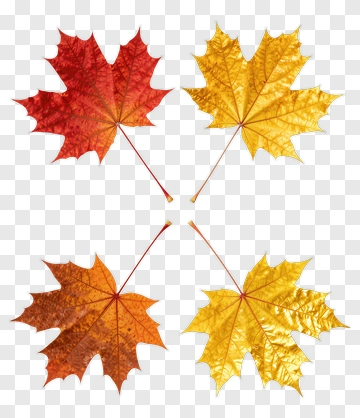 Colorful Autumn Leaves PNG