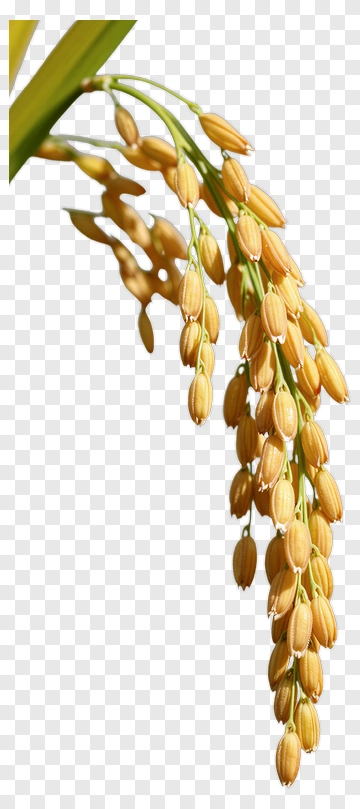 Rice Plant With Grain Bunches PNG
