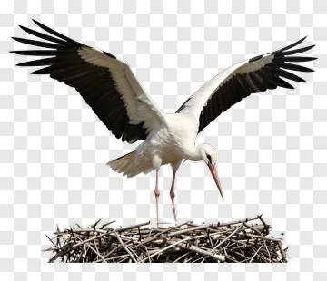 Stork Standing On Nest With Wings Spread PNG