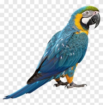 Colorful Macaw Parrot PNG