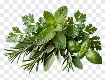 Fresh Herb Bundle PNG
