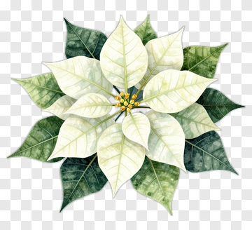 Watercolor Poinsettia Flower Arrangement PNG