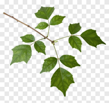 Green Leaf Branch PNG