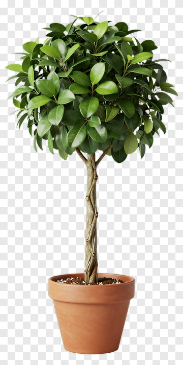 Ficus Tree In A Pot PNG