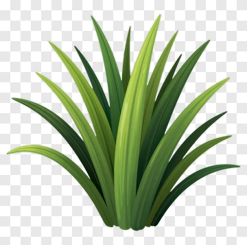 Green Grass Plant PNG