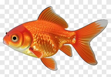 Goldfish Swimming PNG
