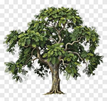 Realistic Tree With Green Leaves PNG