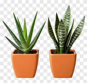 Succulent Plants In Orange Pots PNG
