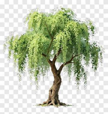 Willow Tree With Green Leaves PNG