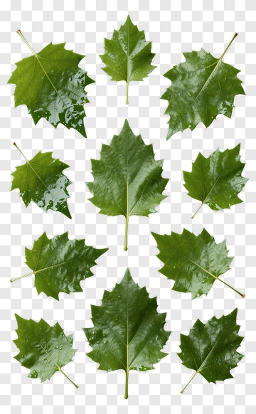 Collection Of Green Maple Leaves PNG