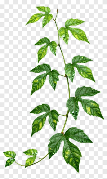 Green Vine With Leaves PNG