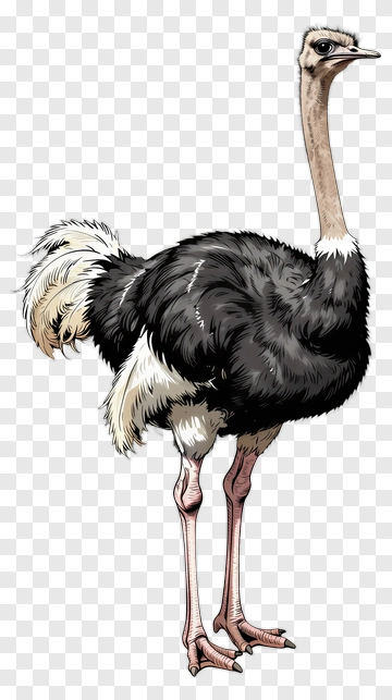Ostrich Standing Proudly PNG