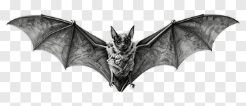 Detailed Bat Illustration PNG