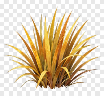 Golden Grass Plant PNG