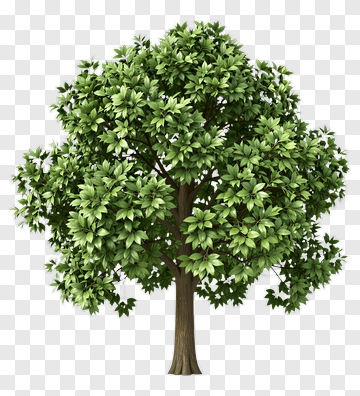 Green Tree With Lush Foliage PNG