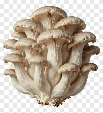 Cluster Of White Mushrooms PNG