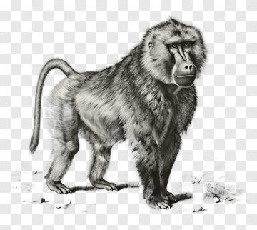 Realistic Baboon Standing PNG