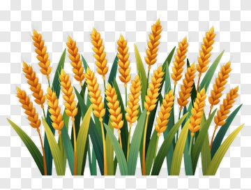 Wheat Field With Golden Ears Of Grain PNG