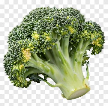 Fresh Broccoli PNG