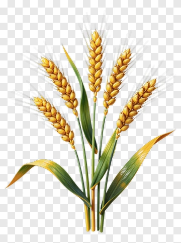 Wheat Plant With Golden Ears PNG