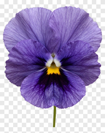 Purple Pansy Flower PNG