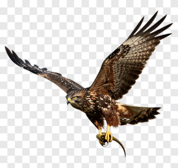 Hawk In Flight With Prey PNG