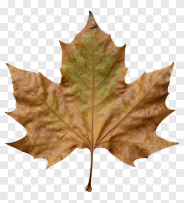 Autumn Maple Leaf PNG