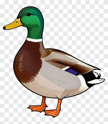 Cartoon Duck PNG