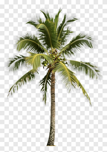 Coconut Palm Tree PNG