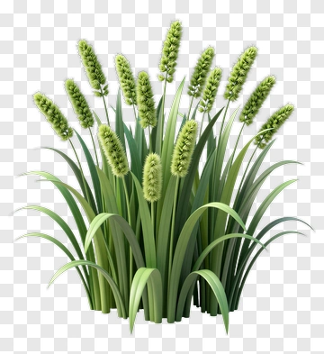 3D Grass With Green Blades And Seed Heads PNG