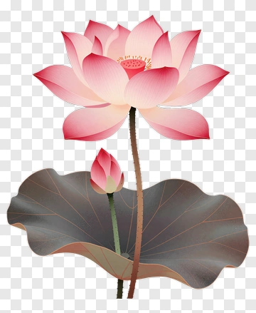 Pink Lotus Flower With Bud And Leaf PNG