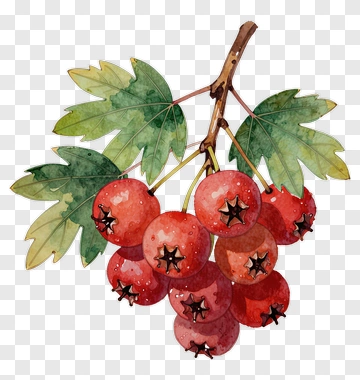 Watercolor Red Berries With Green Leaves PNG