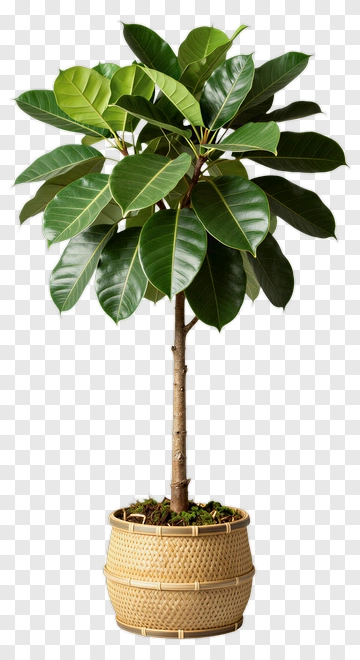 Ficus Tree In A Decorative Pot PNG