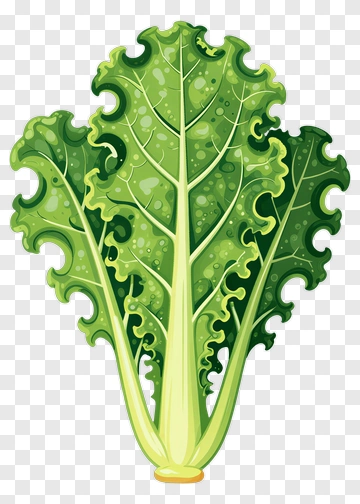 Fresh Green Lettuce PNG