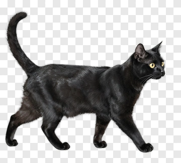 Black Cat Walking PNG