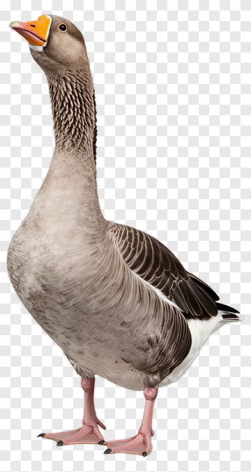Gray Goose Standing Upright PNG