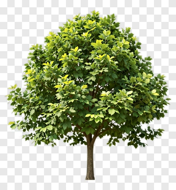 Green Maple Tree PNG