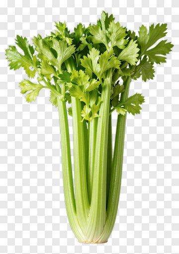 Fresh Celery Bunch PNG