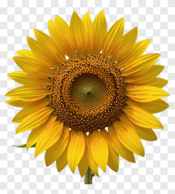 Sunflower PNG