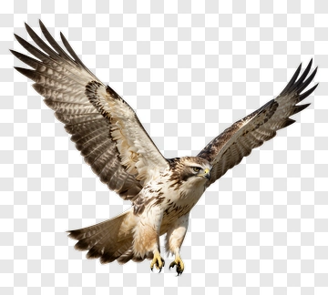 Hawk In Flight PNG
