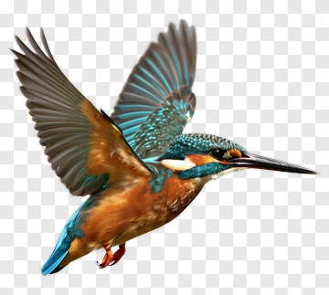 Colorful Kingfisher In Flight PNG