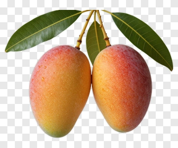 Ripe Mangoes With Green Leaves PNG