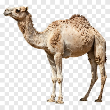 Camel Standing In Profile PNG