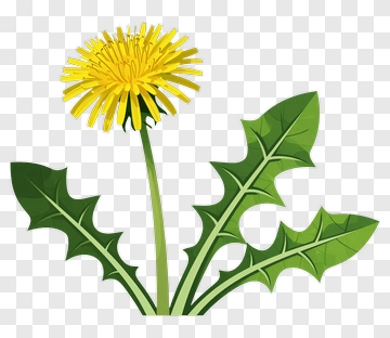Dandelion Flower PNG
