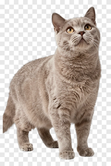 Gray Cat Looking Up PNG